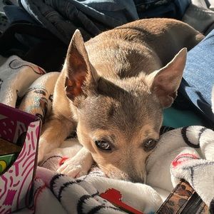 Meet your Posher, Jade